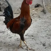 ۳ تا خروس جوان