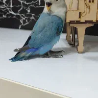 طوطی برزیلی گمشده پشت پاسگاه13|پرنده|بوکان, |دیوار