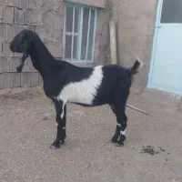 بز فروش