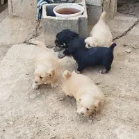 سگ پاپی