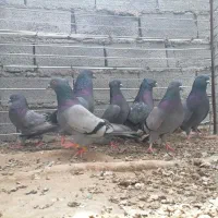 کفتر سبز بازیکن