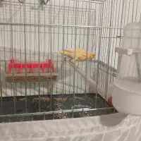 قناری قرمز تبریز پر رنگ|پرنده|سلماس, |دیوار