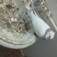 طوقی پاک و جوجه رسون|پرنده|فردوس (خراسان), |دیوار