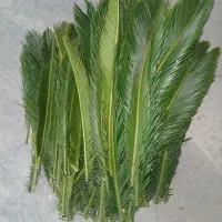 برگ سیکاس