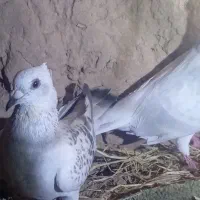 کبوتر شامی