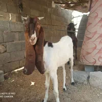 تیشتر پاکستانی|حیوانات مزرعه|کاکی, |دیوار