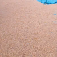 ذرت دانهای|عمدهفروشی|صحنه, |دیوار