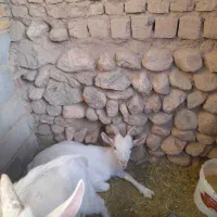 کره نربز ساناز اصلی