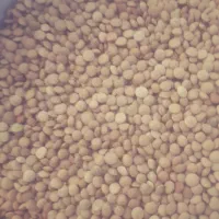 برنج کامفیروزی معاوضه با حبوبات|خوردنی و آشامیدنی|شیراز, منطقه هوایی شهید دوران|دیوار