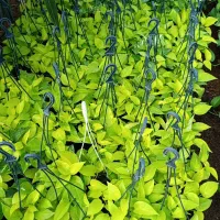 عمده فروشی گل و گیاه آپارتمانی و بیرونی|گل و گیاه طبیعی|ارطه, |دیوار