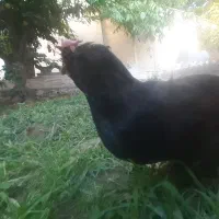 مرغ خوشکل بزرگ ۶،۷ماه هست