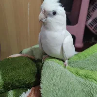 پرنده|پرنده|قلعه نو, |دیوار