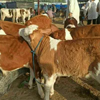 گوساله وحیوانلت دلخواه وخالص|حیوانات مزرعه|سلطانیه, |دیوار