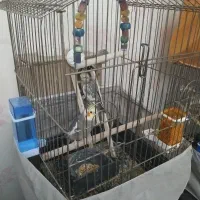 عروس هلندی جفت مولد