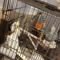 عروس هلندی|پرنده|شیراز, باغشهر اهل بیت|دیوار