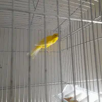 قناری|پرنده|تهران, میرداماد|دیوار