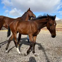 مادیان یک سر خارجی|اسب و تجهیزات اسبسواری|زنجان, |دیوار