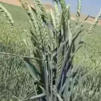 گندوم بزری دروم  D79