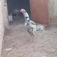 خروس لاری اصیل