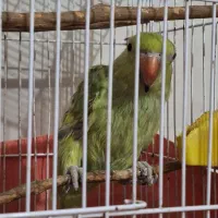 عروس هلندی و طوطی ملنگو|پرنده|گنبد کاووس, |دیوار