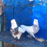 کبوتر|پرنده|دورود, |دیوار