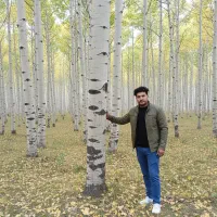 صنوبر صنعتی ممتاز مناسب زمین بزرگ و درآمد پایدار|خدمات باغبانی و درختکاری|مراغه, |دیوار