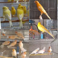 عروس هلندی باجوجه رام قناری فنج مرغ عشق مولدبرزیلی|پرنده|اردبیل, |دیوار