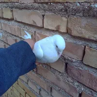 پرنده لوت|پرنده|خرمشهر, |دیوار