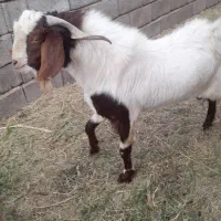 نری|حیوانات مزرعه|نرماشیر, |دیوار