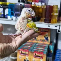 گرینچیک طوطی راهب ردچیک سرلاکی و دونخور و نرم خور|پرنده|کرج, شاهین‌ویلا|دیوار