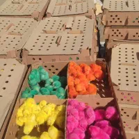 جوجه گلپایگانی