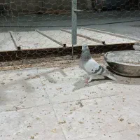 پرنده|پرنده|فسا, |دیوار