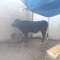 گوساله ماده|حیوانات مزرعه|سیروان, |دیوار