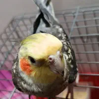 یک عروس هلندی نر