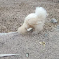 مرغ ابریشمی کوپال