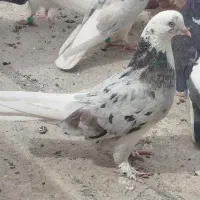 کبوتر پرشی