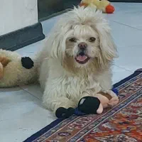 واگذاری شینتو