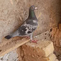 کبوتر پرشی