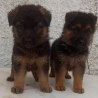 سگ ژرمن شیپرد جرمن  کینگ سایز موکوتاه توله  (ماده)