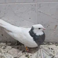 کفتر|پرنده|شیراز, لب آب|دیوار