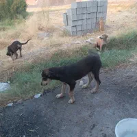 سگ نژاد دار