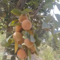 میوه خرمالو  سر درختی|خوردنی و آشامیدنی|گالیکش, |دیوار