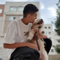 سگ شیتزو تریر نر گمشده