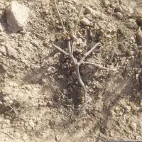 حرص انگور هرس