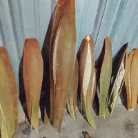 بودرخت خشک وترفقط‌ عمده رمضان زاده