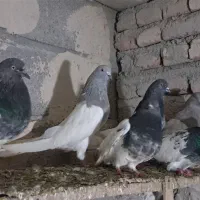 کبوتر گوی باش