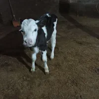 گوساله ی نر سیمینتال اصل|حیوانات مزرعه|قیدار, |دیوار