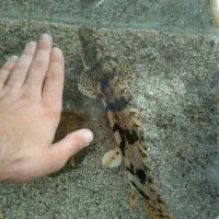 ماهی پلی اندیچری کینگ سایز