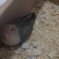 طوطی برزیلی