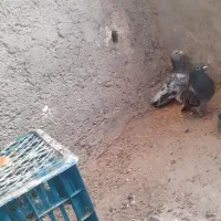 یه جفت کبوتر اصل
